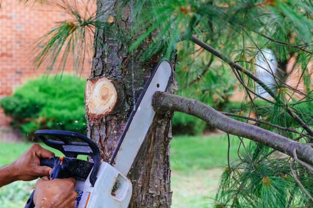 Best Tree Root Removal  in Cody, WY